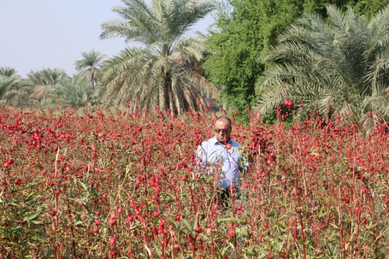 گزارش تصویری شکرانه برداشت چای ترش روستای علوه