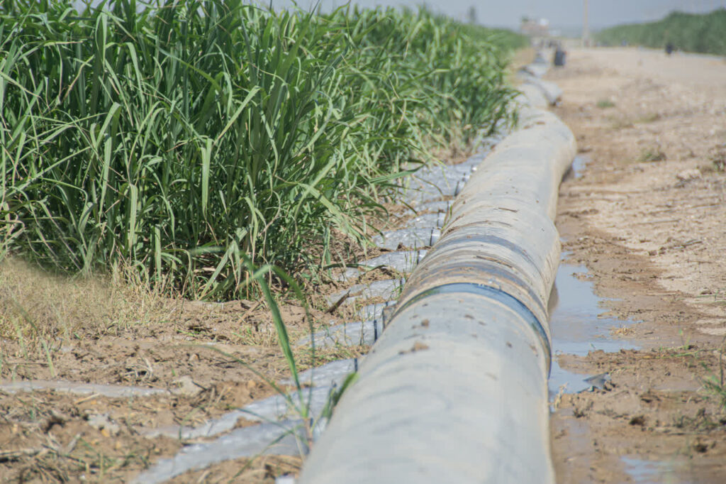 خیز نیشکر به‌سوی تأمین «امنیت آب» با افزایش بهره‌وری
