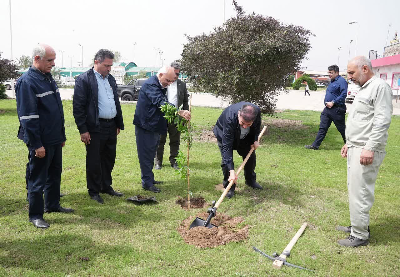 مدیرعامل نفت و گاز مارون به پویش کاشت درختان مثمر پیوست